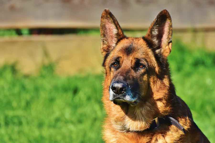 Rüyada Köpek Yavruları Görmek Ne Anlama Gelir